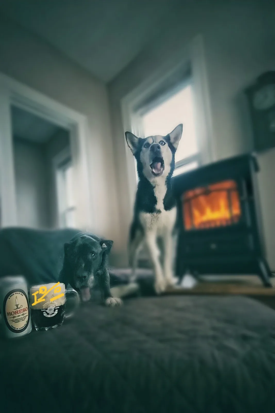 A black and white husky sits upright in a cozy room with a lit fireplace behind it, looking upward with an excited…