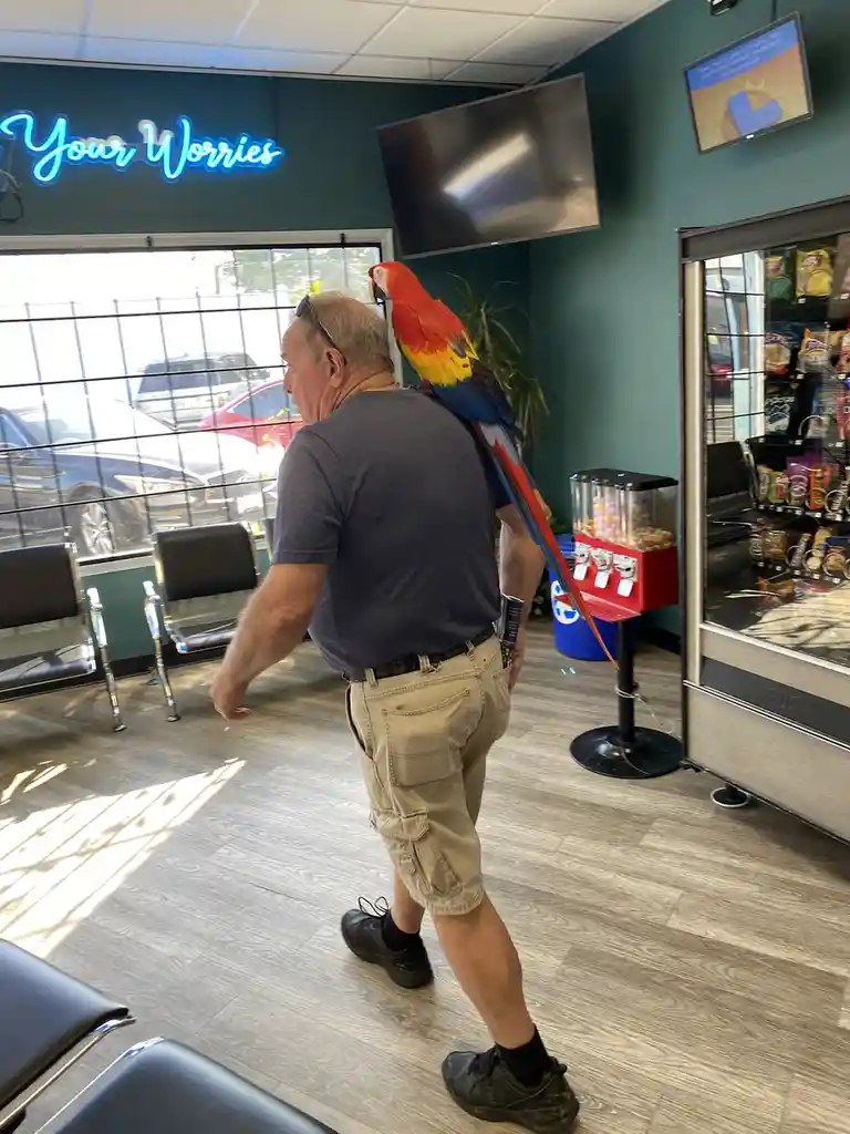 A man walks through what appears to be a waiting room with a large, colorful macaw perched on his shoulder. Behind him, a…