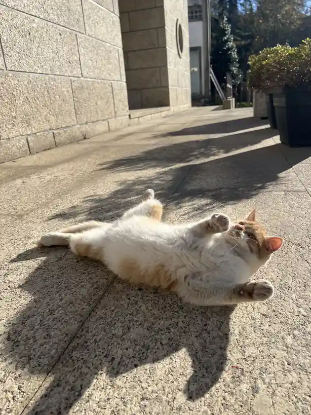 A ginger and white cat lies on its back on a sunlit concrete sidewalk, paws up, looking relaxed. The overlaid text reads…