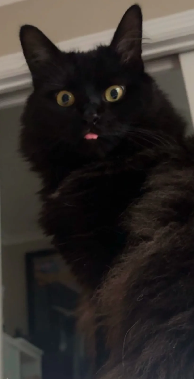 A close-up of a fluffy black cat with wide, startled yellow eyes and its pink tongue sticking out slightly, looking directly…