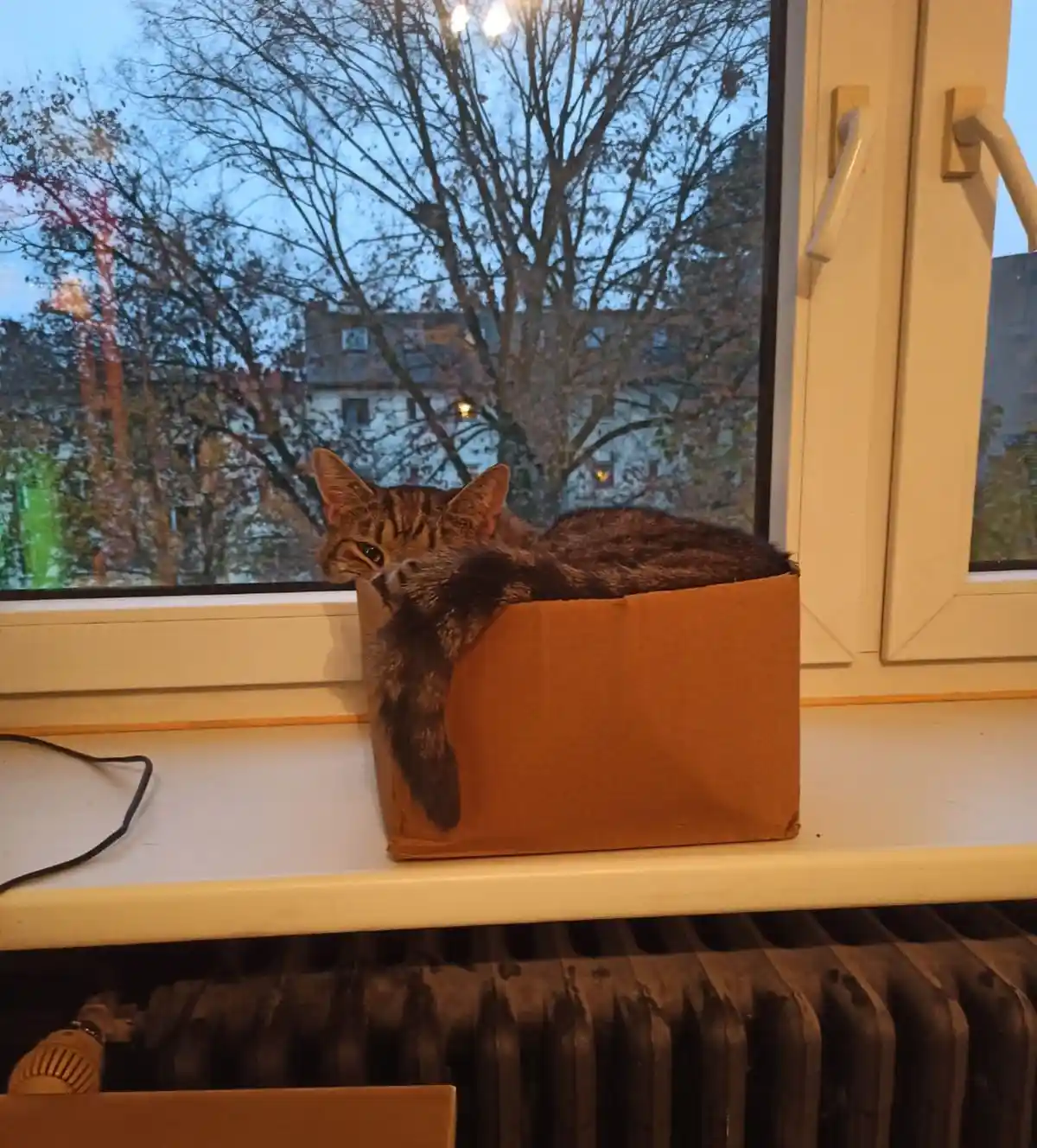 A tabby cat is curled up inside a small cardboard box placed on a windowsill, looking out the window at dusk. The cat's body…