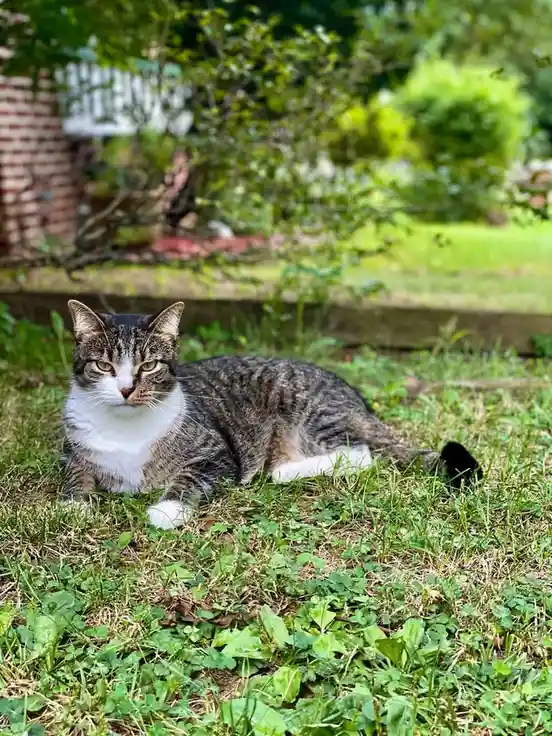A tabby cat with a white chest and paws lies relaxed on a patchy green lawn, looking directly at the camera with a calm…