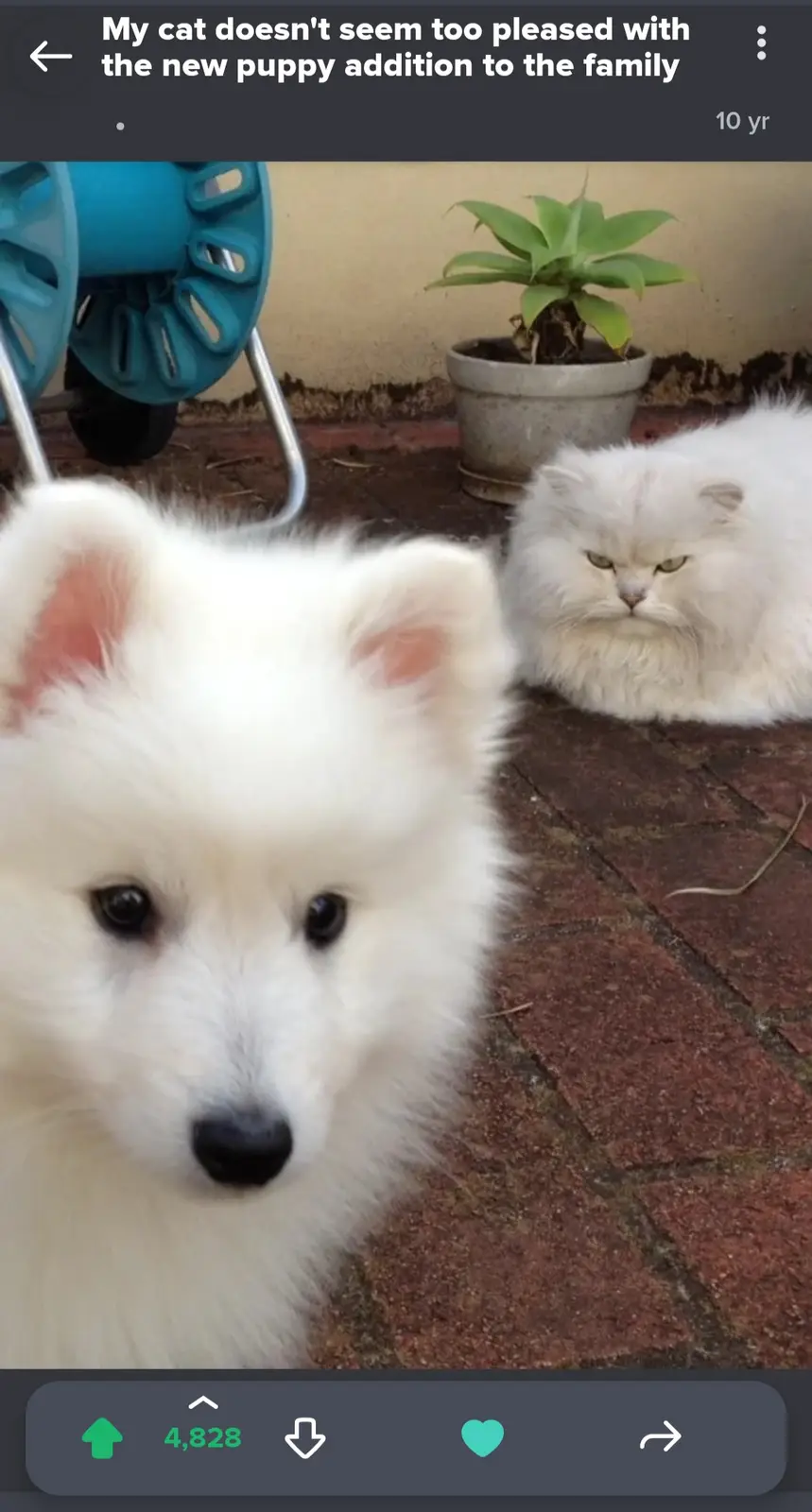 A close-up photo shows a fluffy white puppy looking directly at the camera, while in the background, a fluffy white cat with…