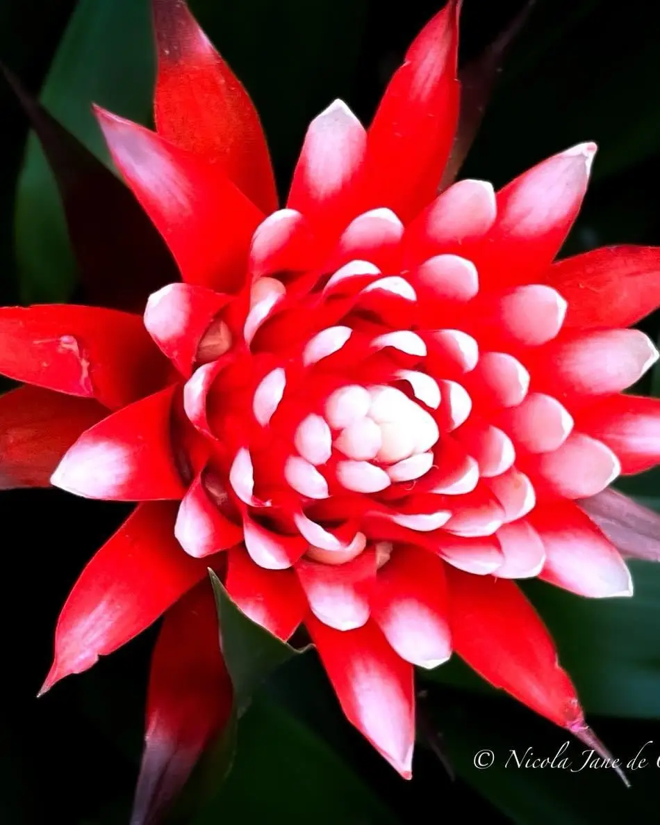 A close-up photograph of a vibrant red and white bromeliad flower with layered petals against a dark green background. The…