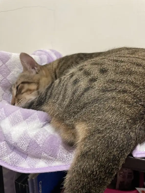 a tabby cat with brown and black stripes is curled up and sleeping soundly on a purple and white checkered towel draped over…