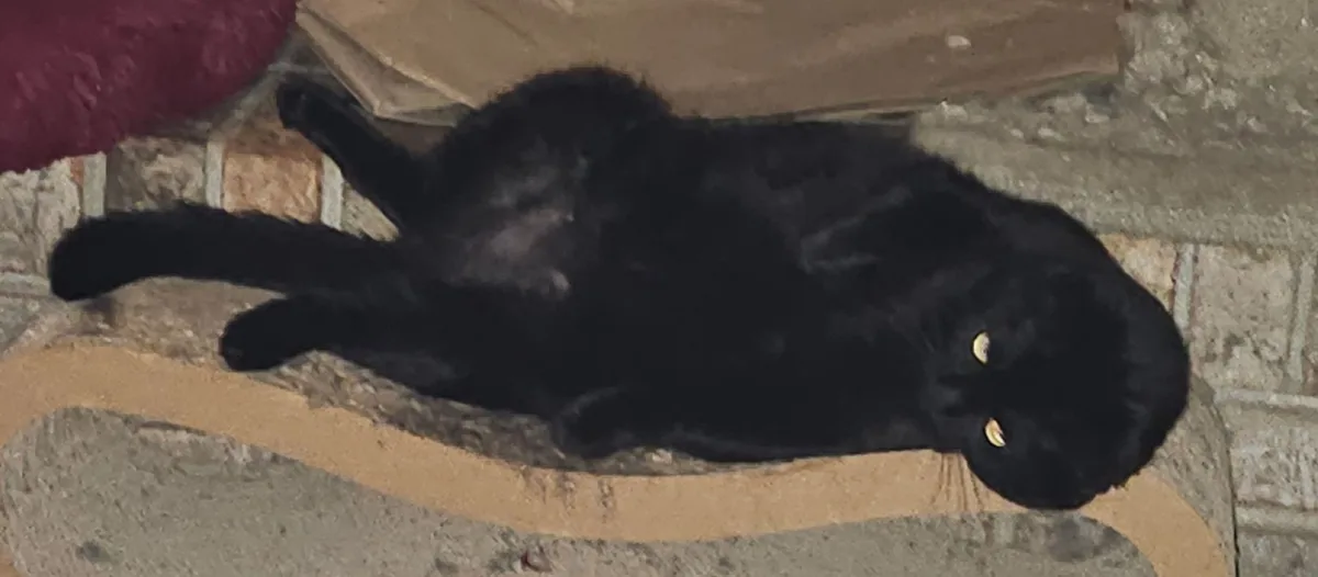 A black cat is lying on its back on a stone ledge, looking up with wide, glowing eyes. Its paws are splayed out, and it…