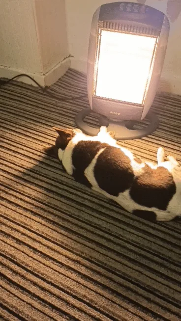 A brown and white dog is shown in six sequential frames lying on a striped carpet, gradually turning its body to face a…