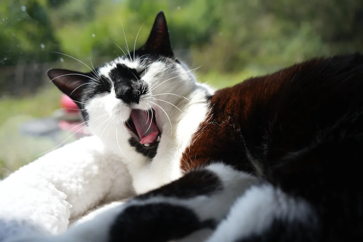 A black, white, and brown cat is captured mid-yawn with its mouth wide open, eyes closed, and tongue visible, resting on a…