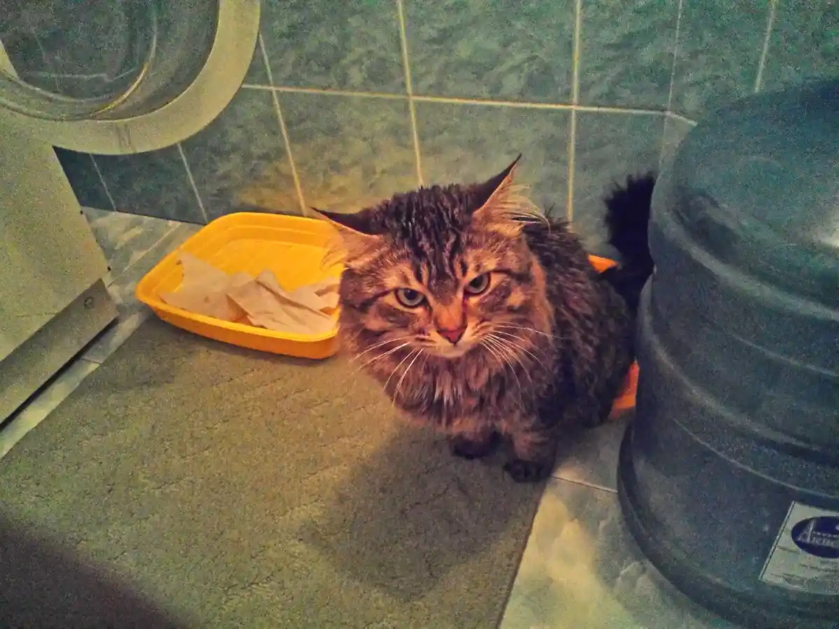 A long-haired tabby cat with a grumpy expression sits on a tiled floor next to a yellow plastic tray and a large water…