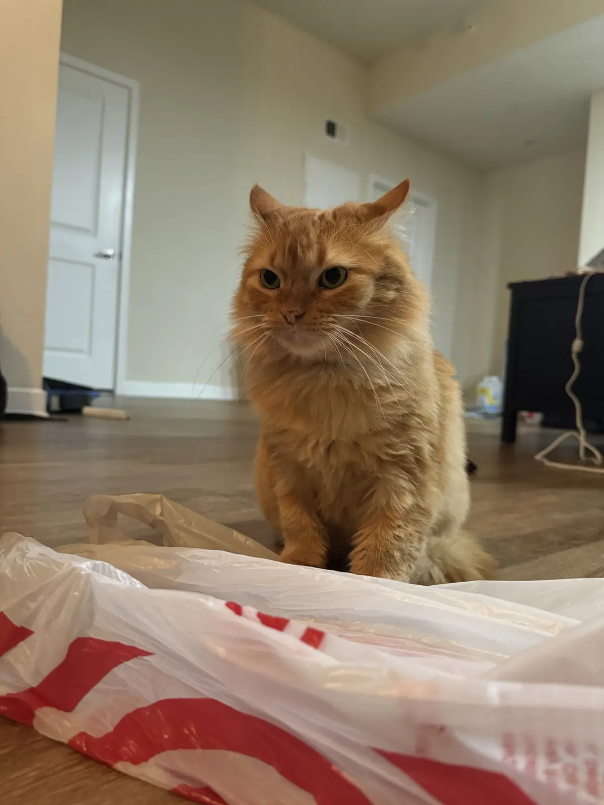 A fluffy orange tabby cat sits on a wooden floor behind a crumpled white and red plastic grocery bag, staring intently at…