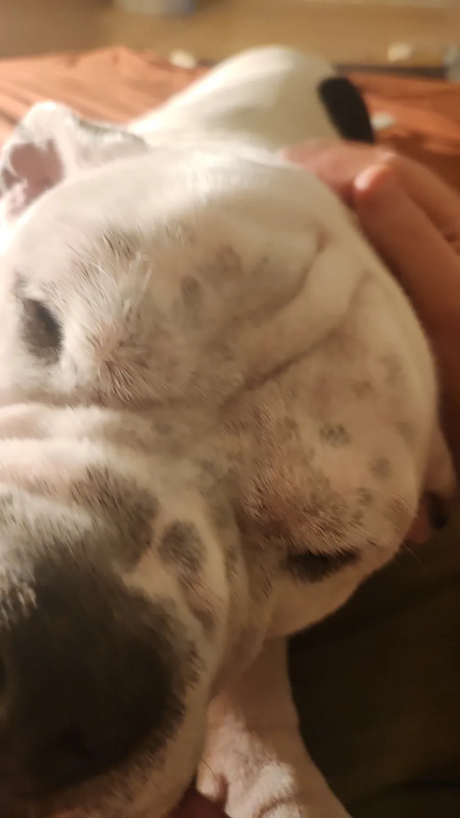 A close-up, slightly blurry photo shows a white and black dog, likely a French bulldog, being held by a person's hand. The…