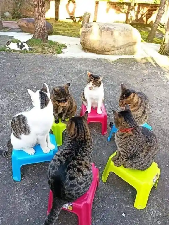 Six cats are seated on colorful plastic stools arranged in a circle outdoors on pavement, with one cat in the center looking…
