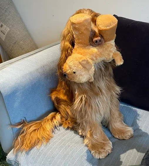 A long-haired, light brown dog sits upright on a blue patterned couch, holding a tan teddy bear up to its face so the bear's…