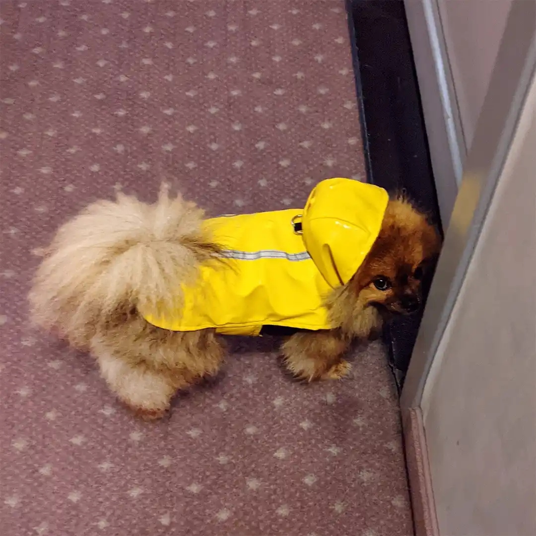 A small, fluffy brown dog wearing a bright yellow raincoat with a hood is peeking cautiously around a corner on a patterned…