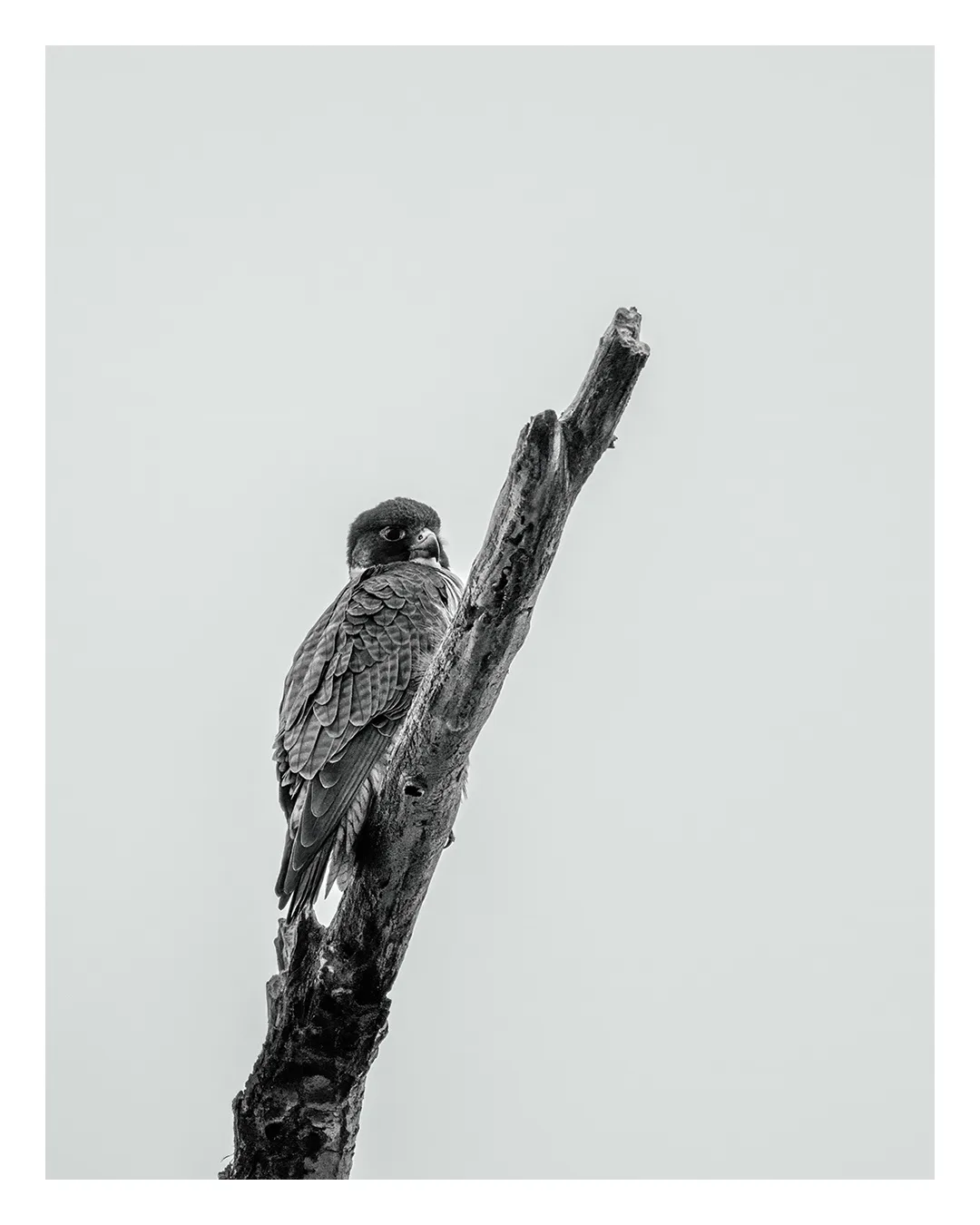 A black and white photograph shows a bird of prey, likely a falcon or hawk, perched on a bare, gnarled tree branch against a…