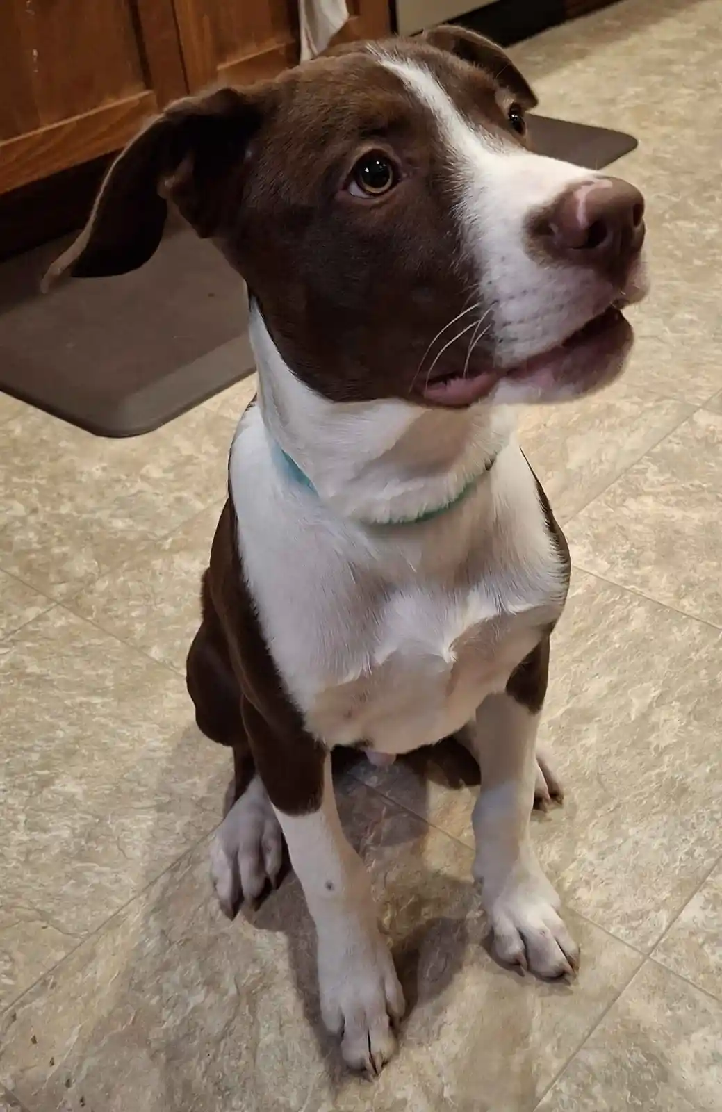 A brown and white dog with floppy ears and a light blue collar sits on a tiled floor, looking up with an innocent, pleading…
