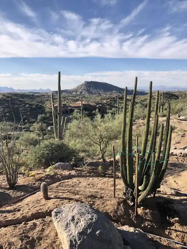 A desert landscape with saguaro cacti, one of which is supported by wooden stakes and green ties, resembling a person…