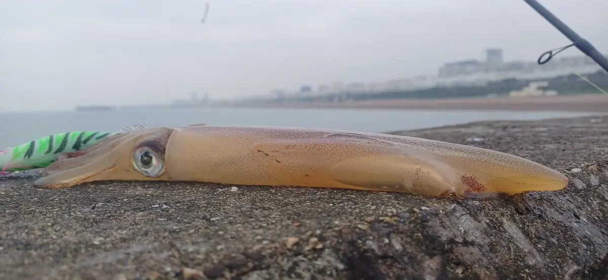 A freshly caught squid lies on a wet concrete surface near the water's edge, with a green and black fishing lure still…