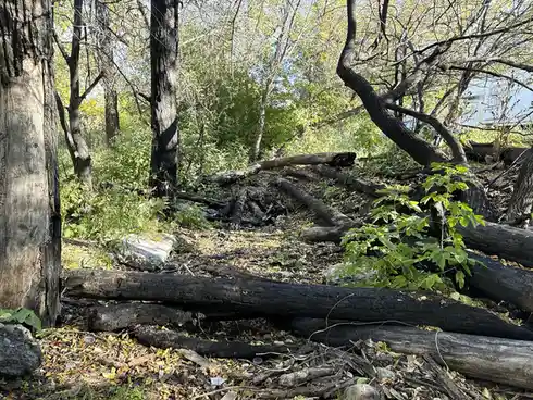 A forest scene with charred, blackened tree trunks and fallen logs scattered across the ground, surrounded by green foliage…
