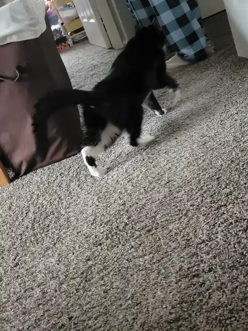 A black and white cat is captured mid-motion on a beige carpet, appearing to be playfully lunging or stretching toward a…