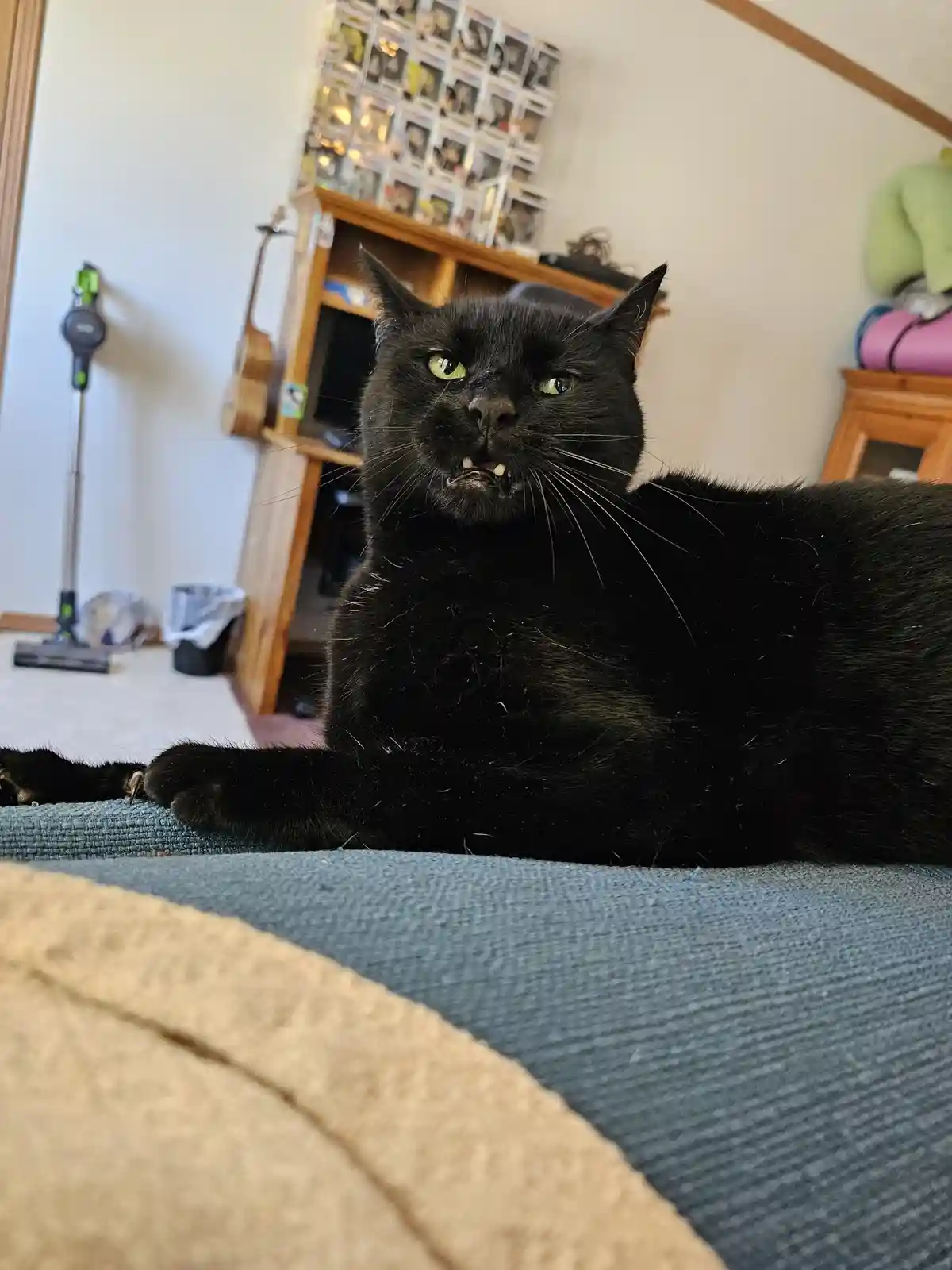 Adorable Kitties That Will Melt Your Heart