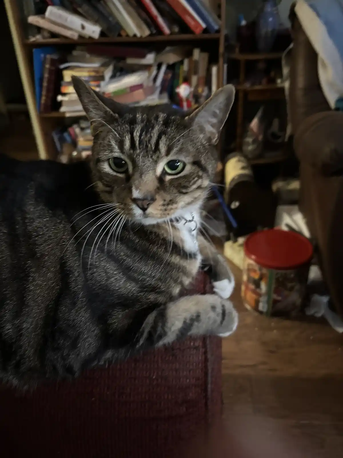 A tabby cat with green eyes and white paws sits on a red cushion, looking directly at the camera with a calm, unbothered…
