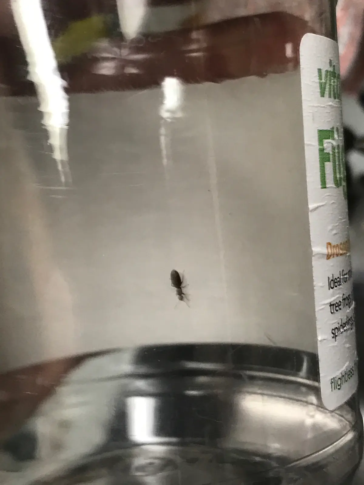 A small, dark insect, likely a fruit fly, is stuck on the inside of a clear glass jar. The jar has a white label with green…