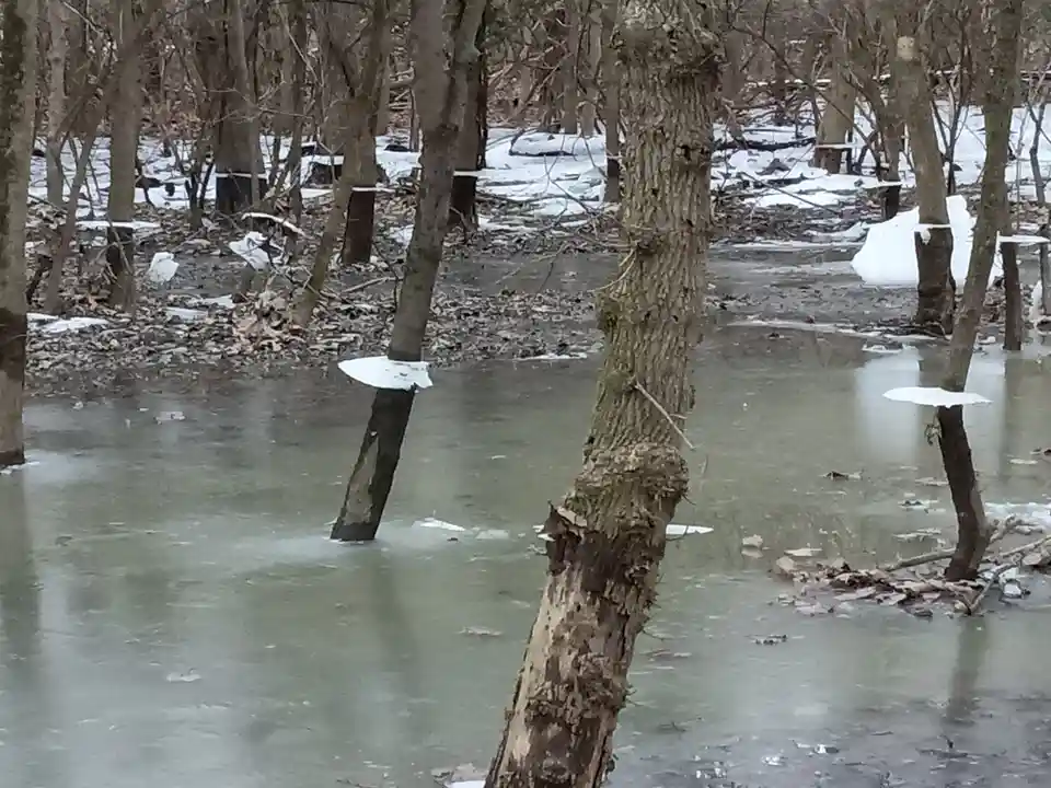 A winter forest scene with bare trees standing in a partially frozen, murky pond; patches of snow cling to the tree trunks…