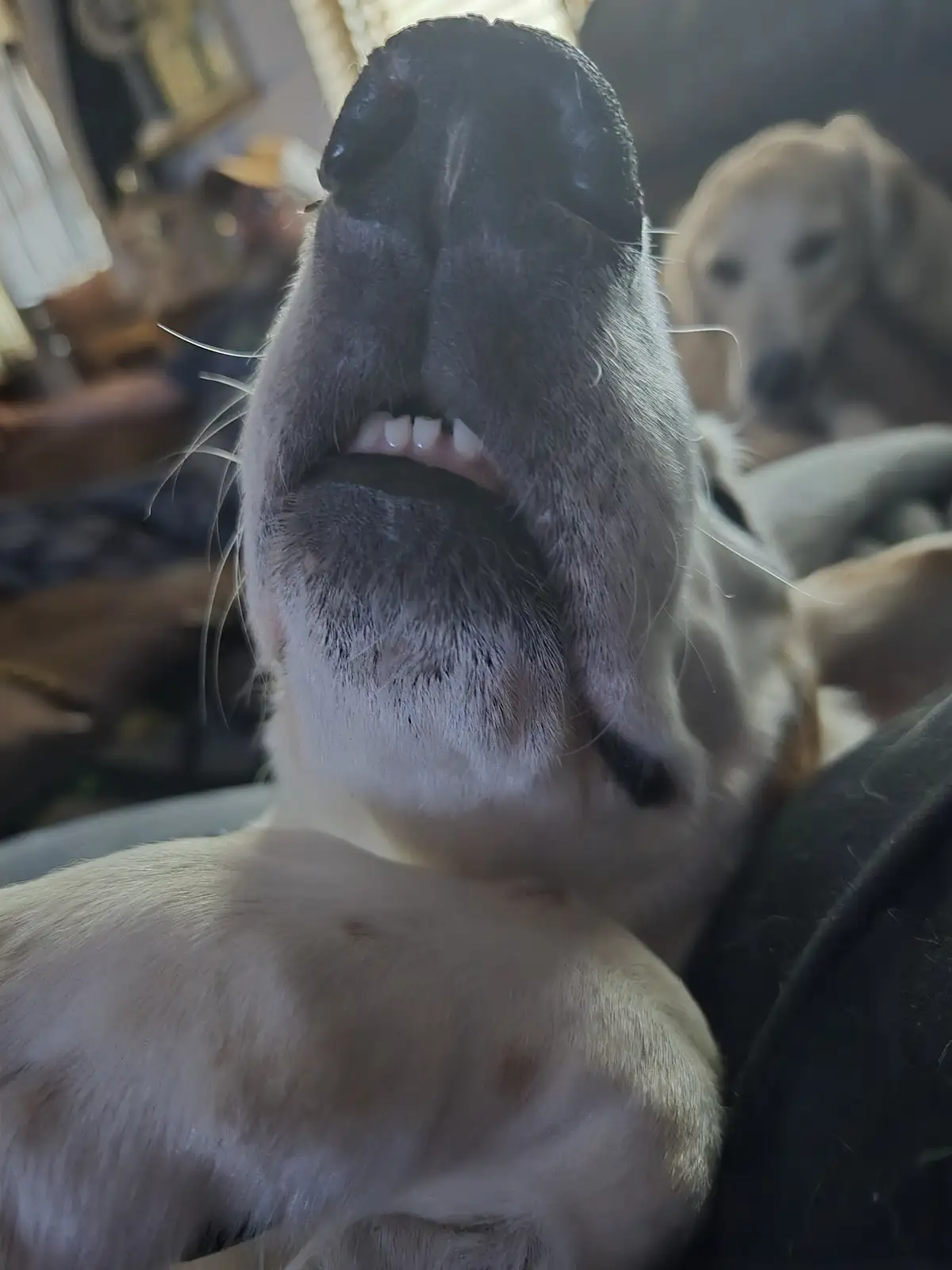 A close-up photo shows a light-colored dog with its mouth open, revealing teeth and tongue, as if mid-bark or yawn, while…