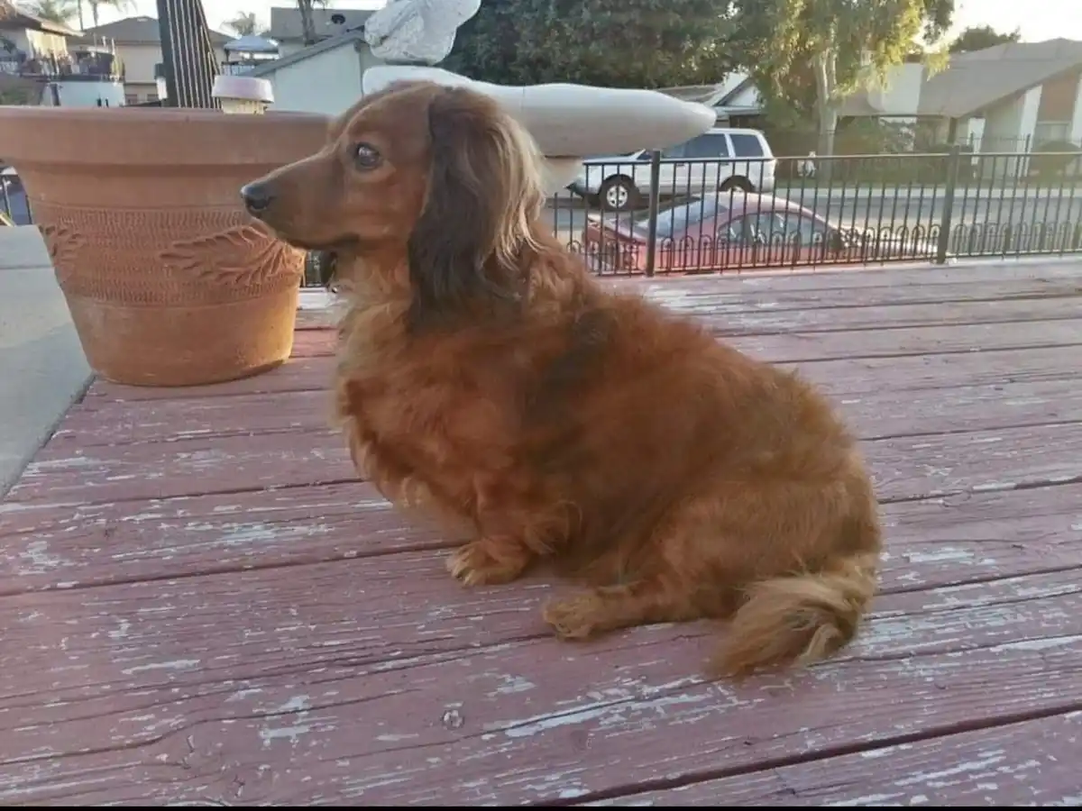 A long-haired dachshund sits calmly on a weathered, peeling red wooden deck next to a large terracotta planter. In the…