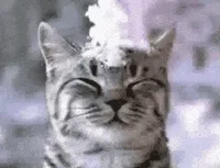 A sequence of six images shows a tabby cat with snow accumulating on its head, starting with a small amount and increasing…