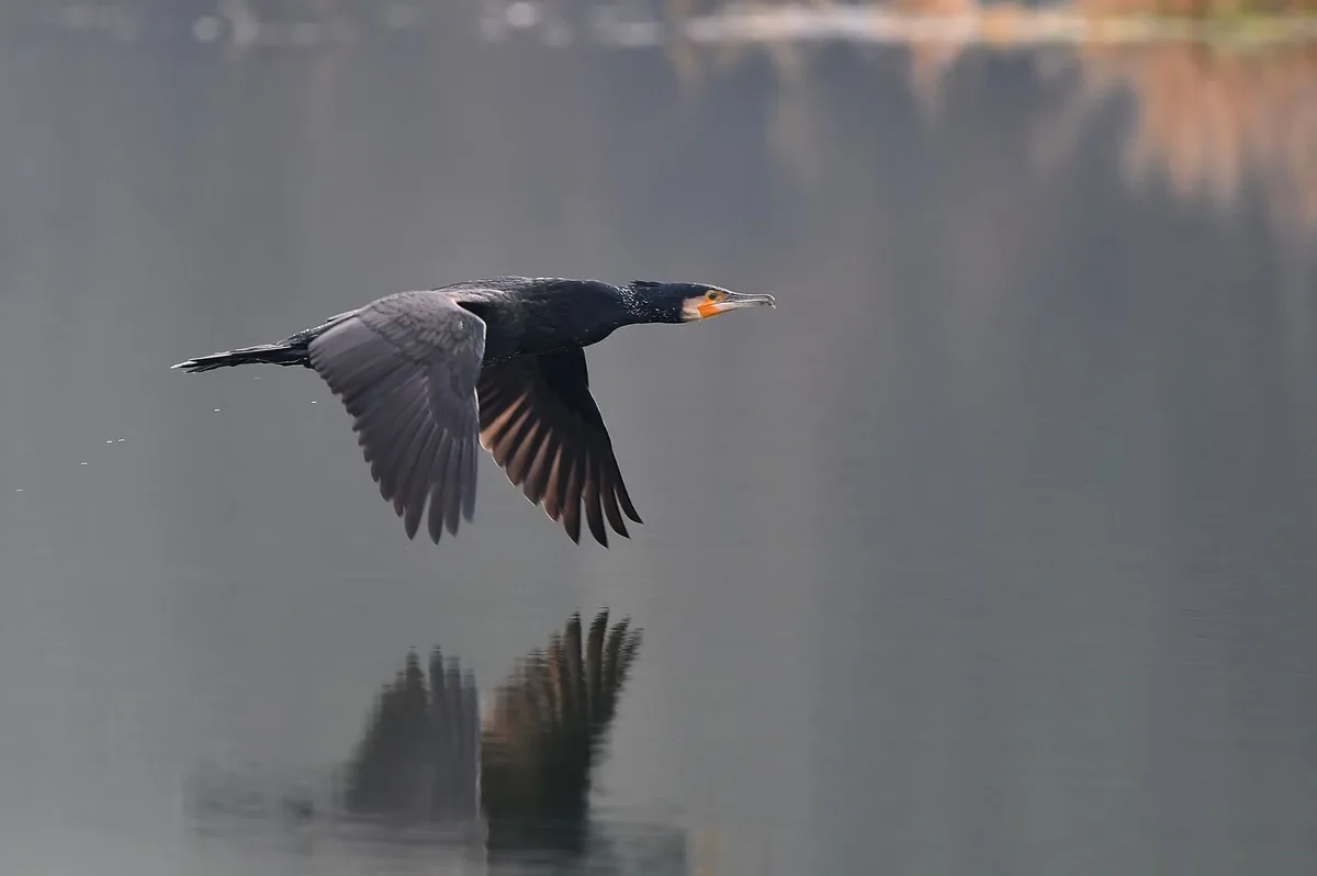 A black bird with a yellow-orange throat patch is captured mid-flight over calm water, wings spread wide, with its…