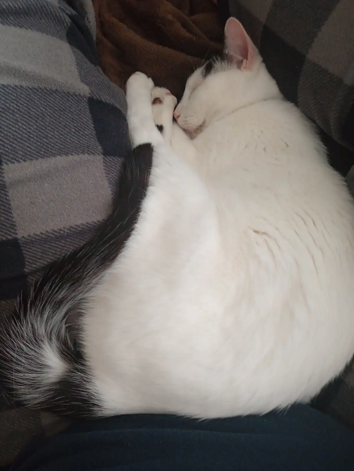 A white cat with black markings is curled up sleeping on a plaid blanket, its paws tucked near its face. The overlaid text…