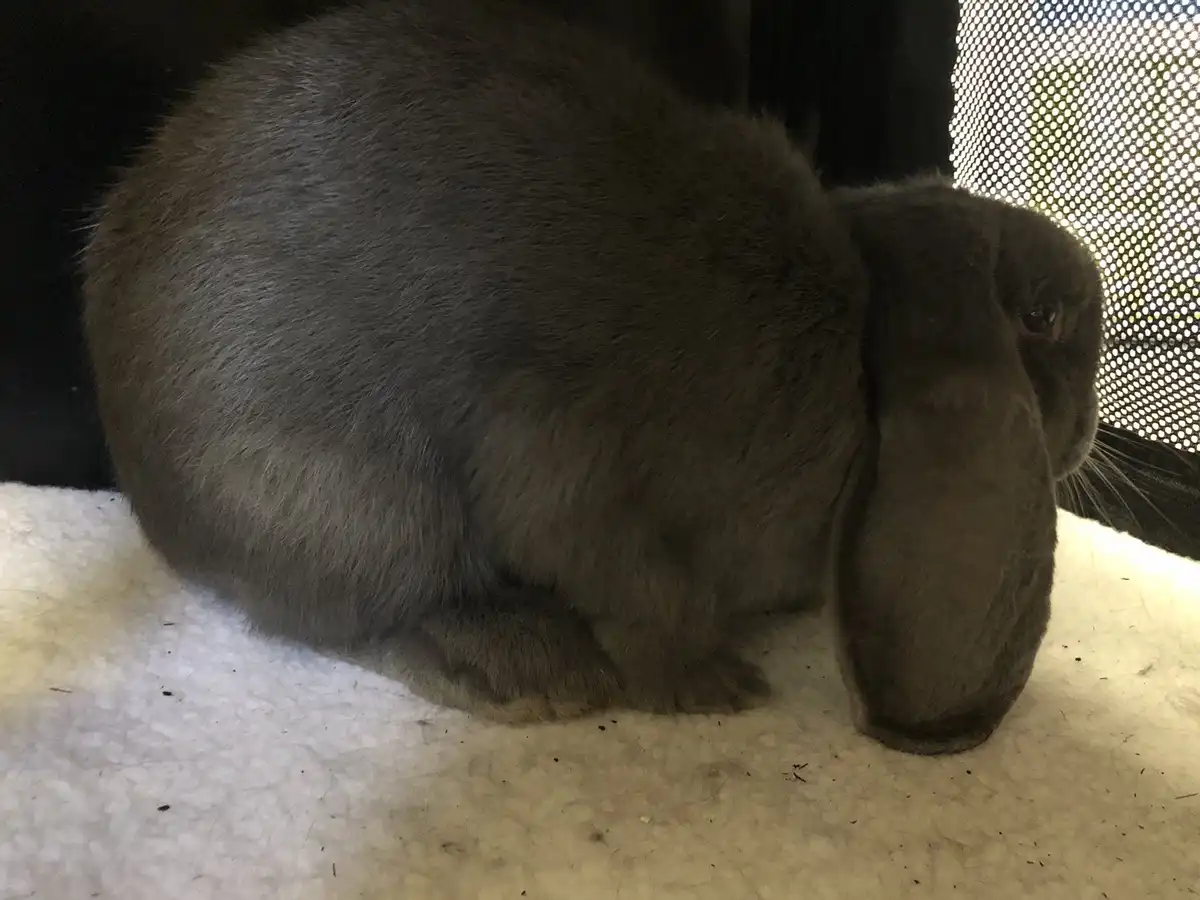 A gray lop-eared rabbit sits hunched over on a white, slightly dirty surface, its large floppy ears hanging down and its…