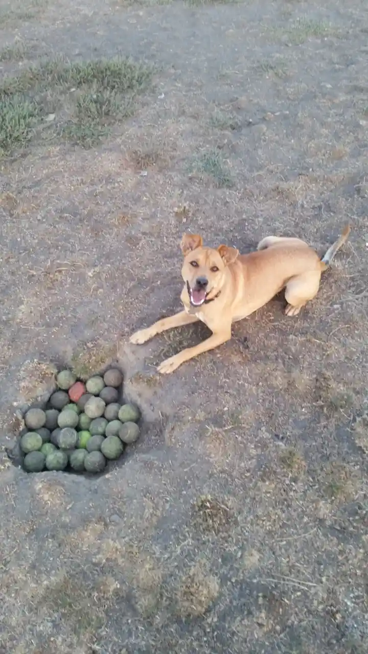 A tan dog lies happily on dry grass next to a hole it dug, filled with numerous green and one red tennis balls. The dog…