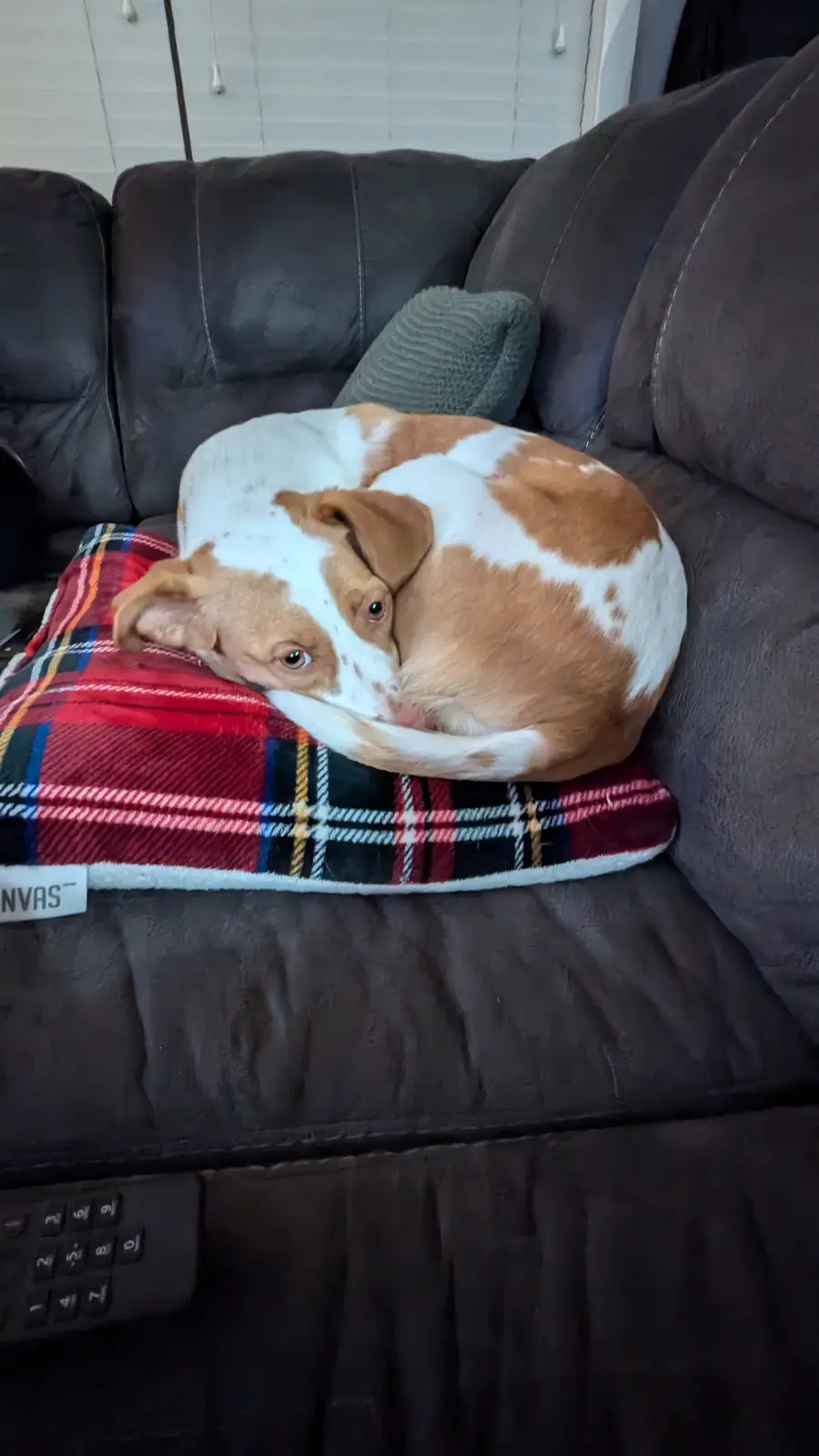 A brown and white dog is curled up tightly on a red plaid blanket placed on a dark brown couch, with one eye open and…