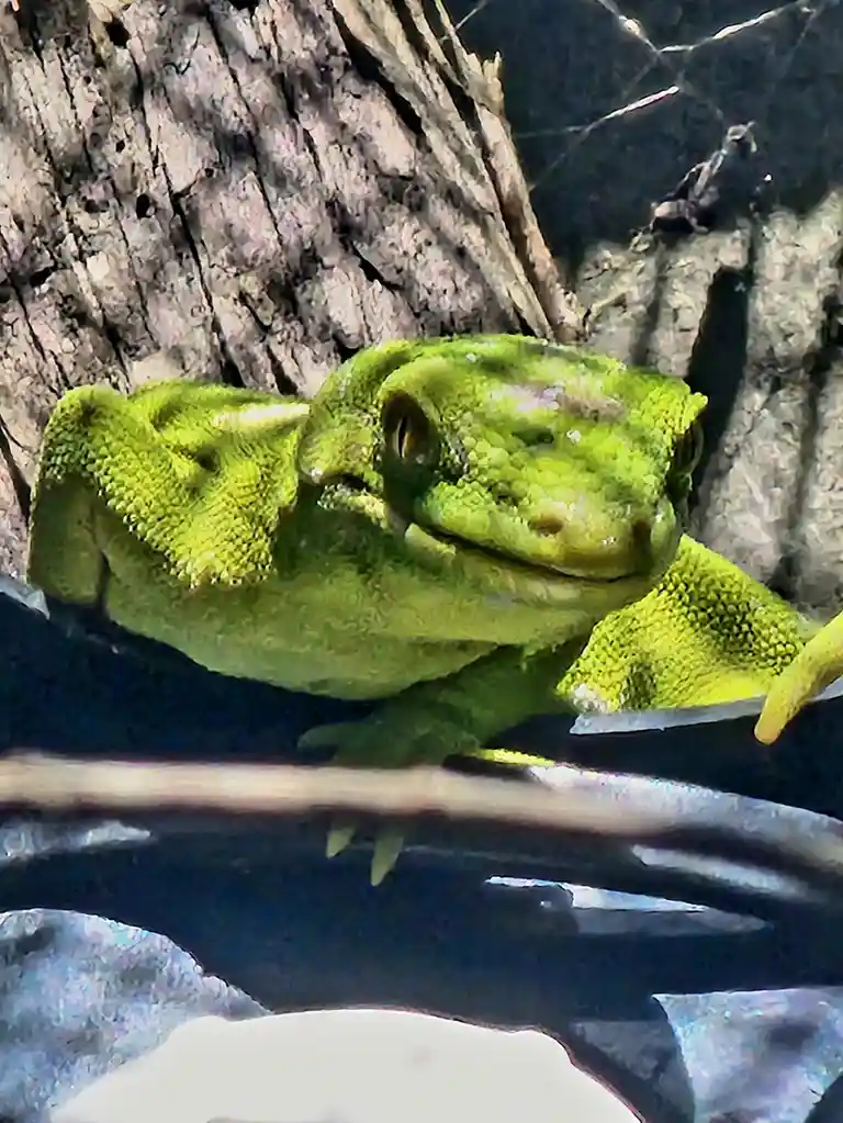 A bright green, textured lizard with a wide, slightly smiling mouth is perched on a dark surface against a rough, bark-like…