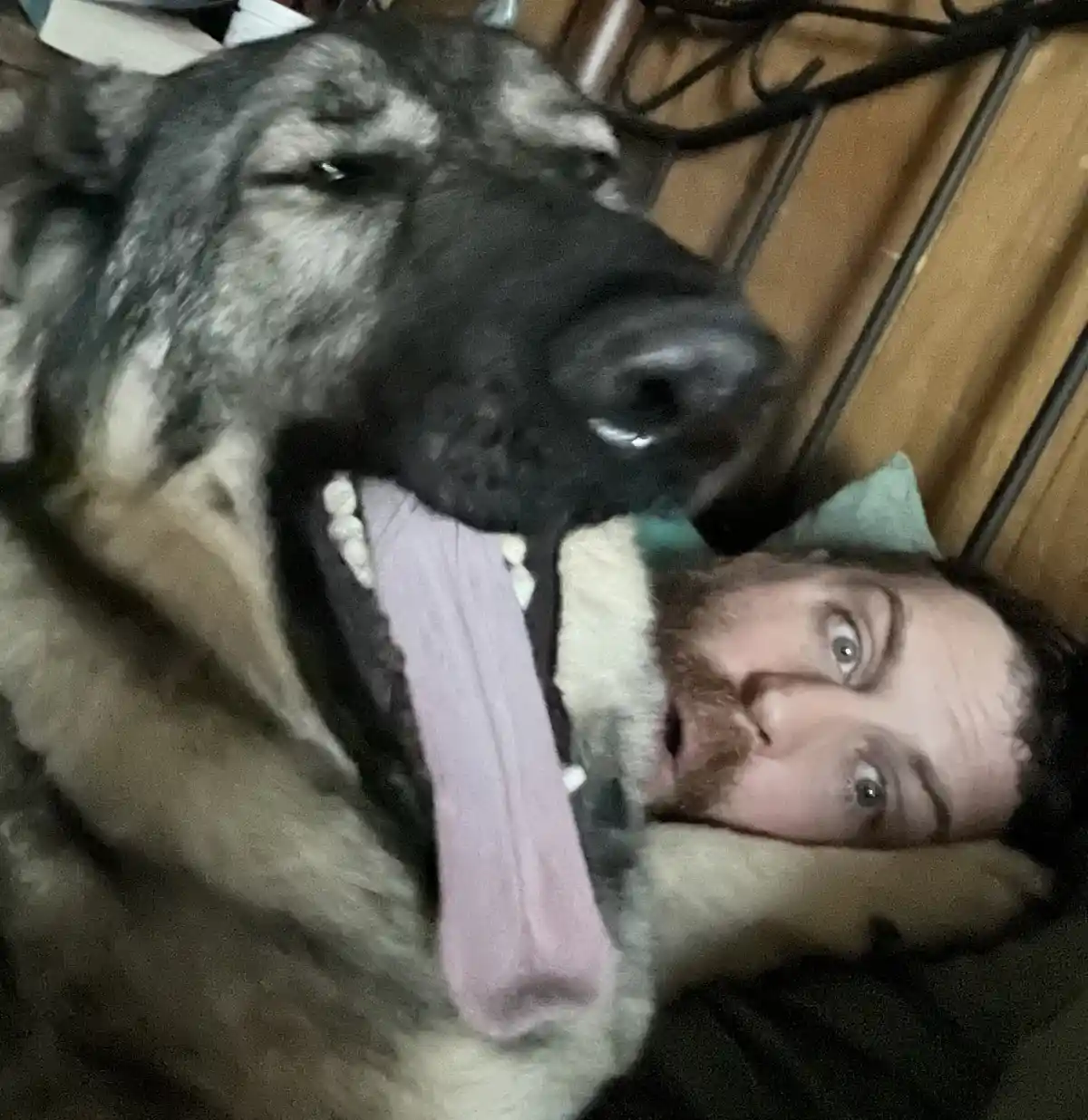 A large German Shepherd dog with its mouth open and tongue out is lying down, with a man's face peeking out from behind the…