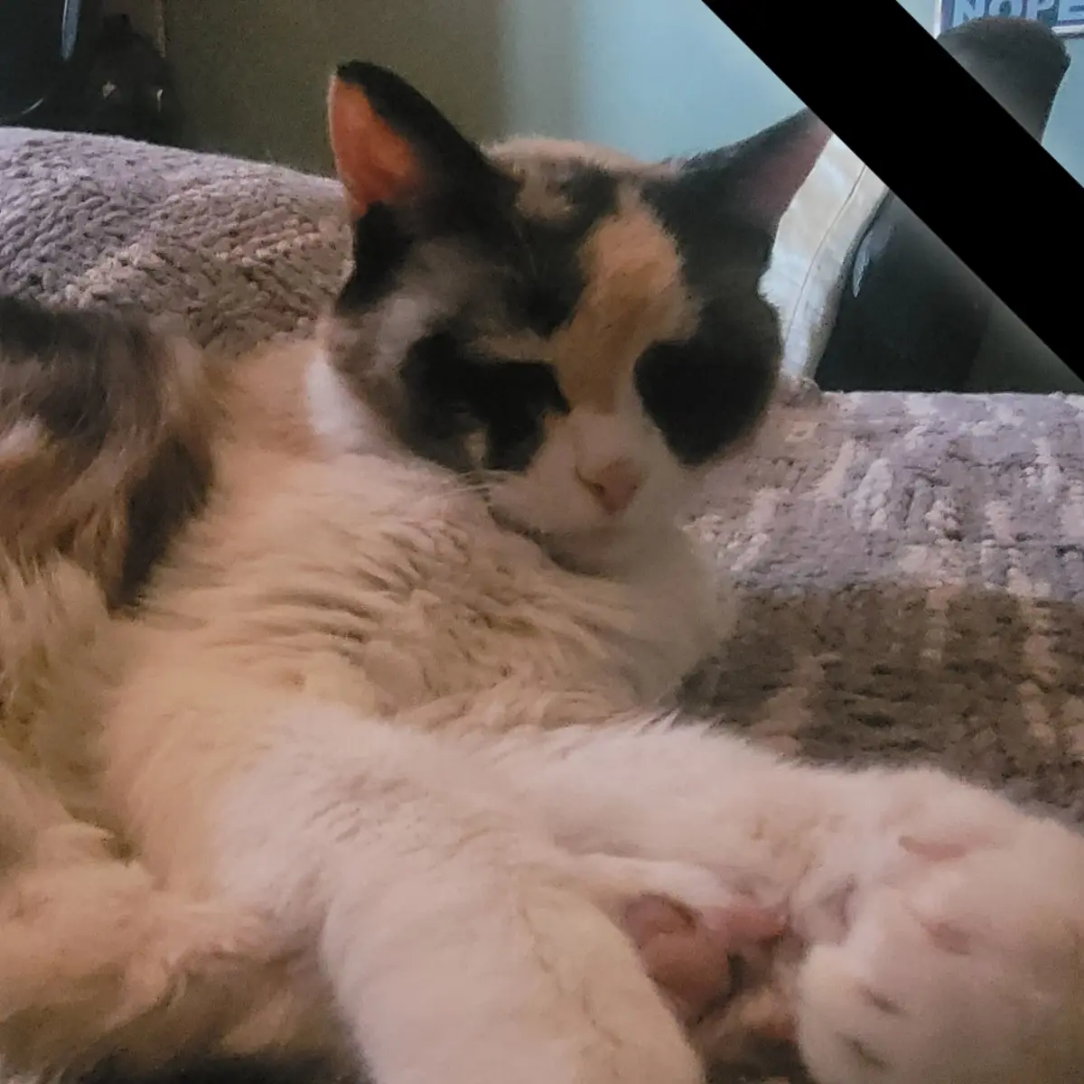 A fluffy calico cat with black, orange, and white fur is lying on its side on a textured gray couch, appearing very sleepy…