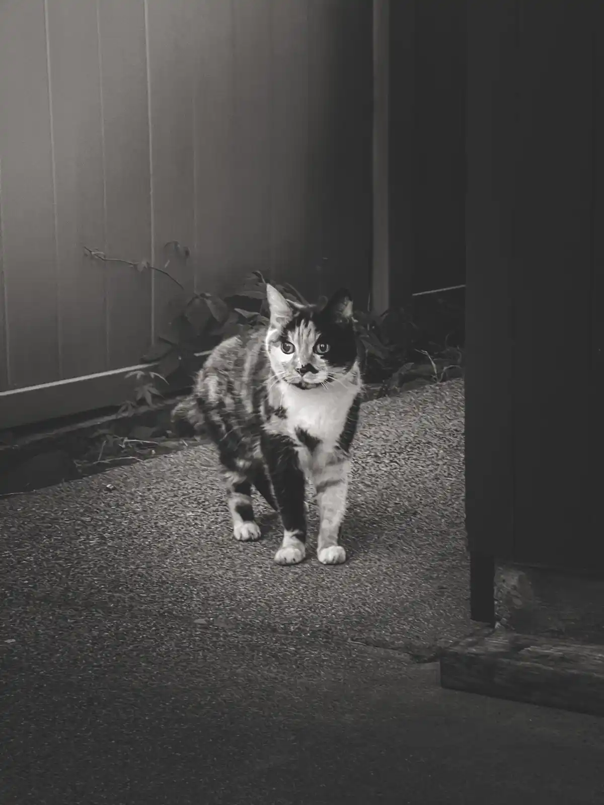 A black and white photo of a calico cat standing on a gravel path, looking directly at the camera with a serious expression…