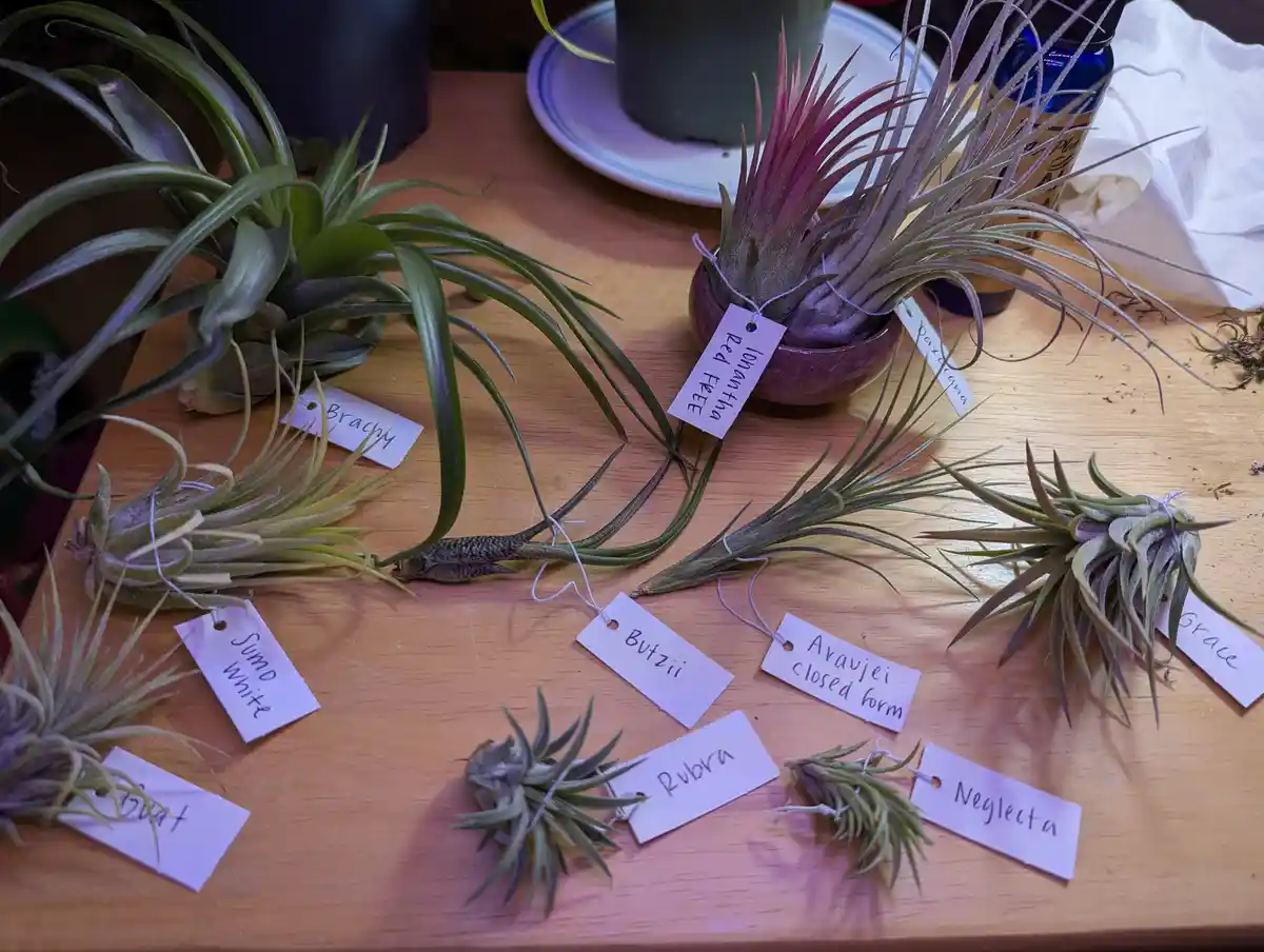 Several air plants with handwritten tags are arranged on a wooden surface, one of which is labeled 'lonantha red free' while…