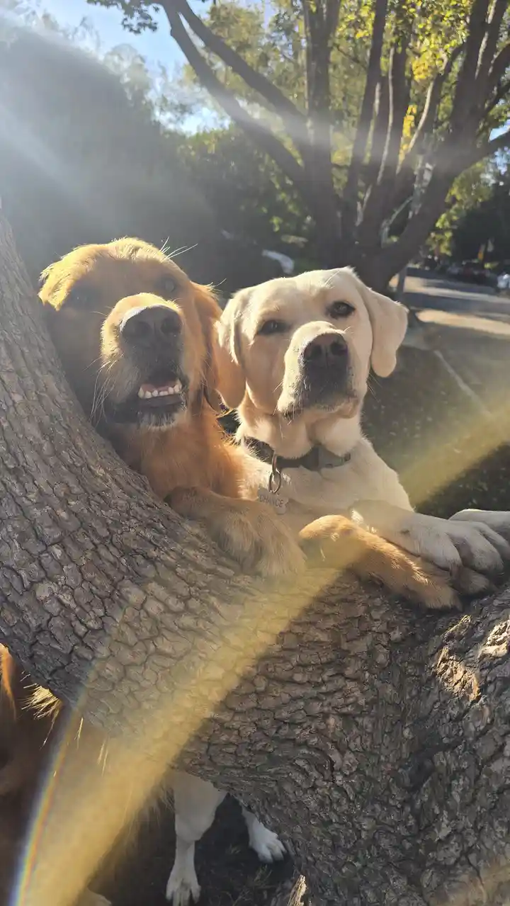 Two dogs, a golden retriever and a yellow lab, are lounging together in a large tree branch on a sunny day, with sunlight…