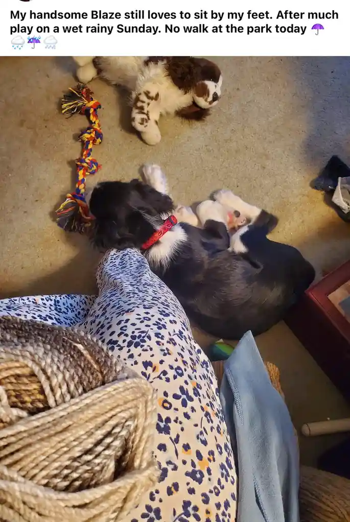 A black and white dog named Blaze is curled up sleeping on a carpeted floor next to a person's feet, wearing a red collar…