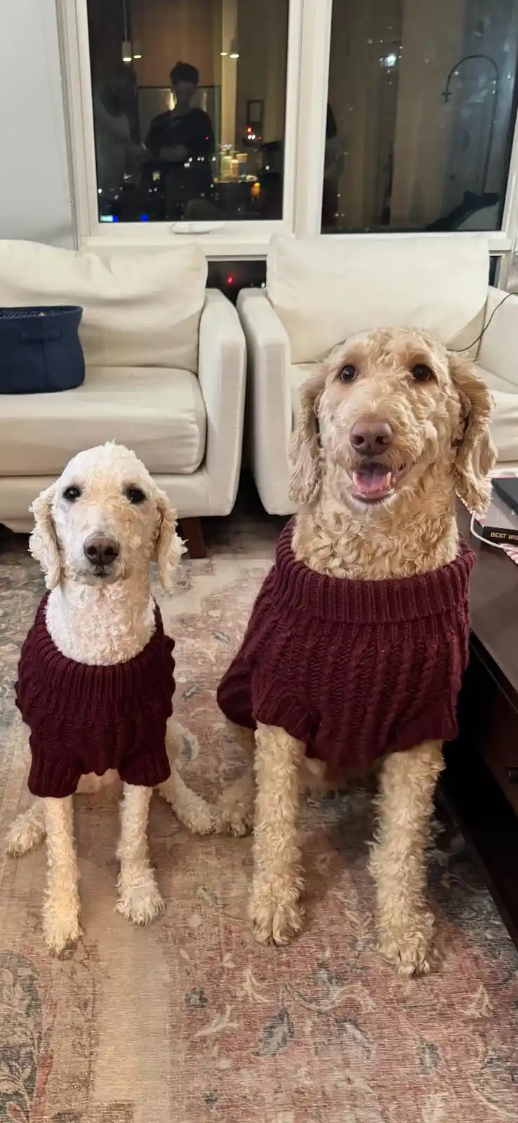 Two curly-haired dogs, one lighter and one darker, both wearing identical maroon knitted sweaters, sit side-by-side on a…