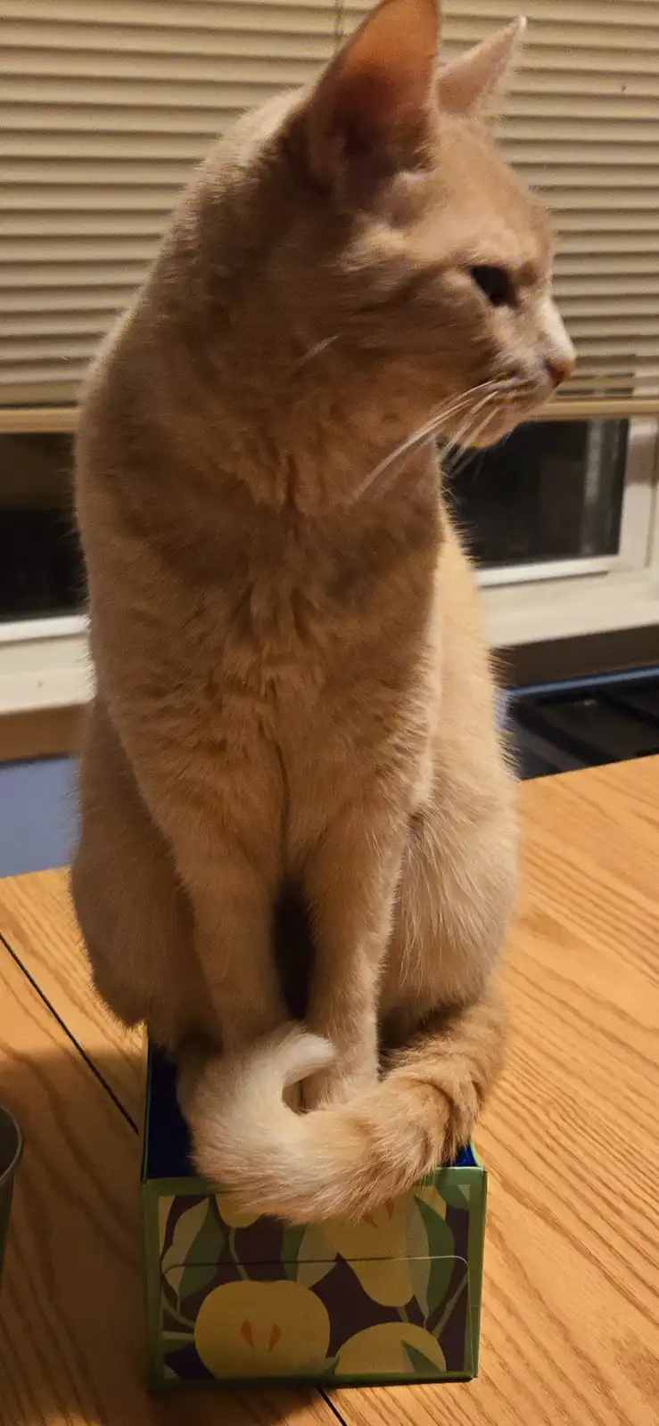 A ginger cat sits upright on a small decorative box on a wooden table, looking away with a relaxed, unbothered expression…