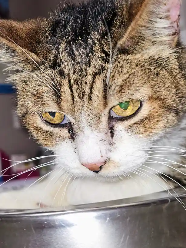 A close-up photo of a tabby cat with a white muzzle and green-yellow eyes, looking down with a displeased expression. The…
