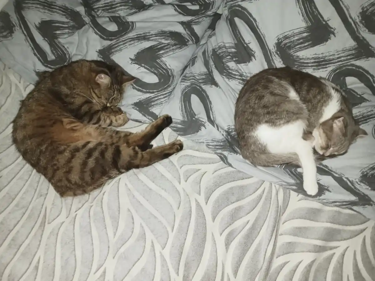 Two cats are curled up sleeping on a patterned bedspread; one is a brown tabby and the other is a gray and white cat. The…