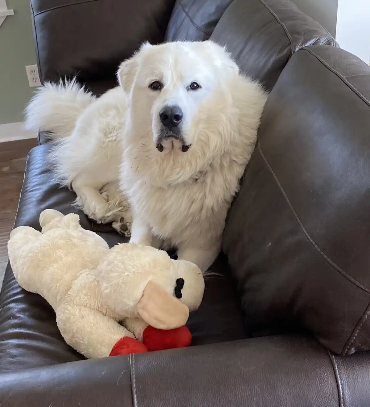 A large, fluffy white dog with a solemn expression sits on a brown leather couch next to a beige stuffed animal with red…