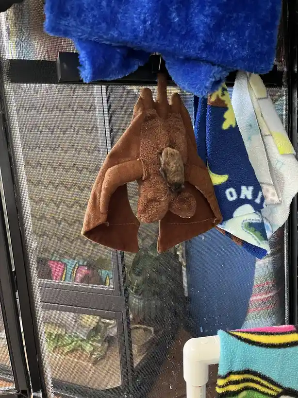 A small real bat is clinging to a brown plush bat toy that is hanging from a rack of towels near a screen door. The plush…