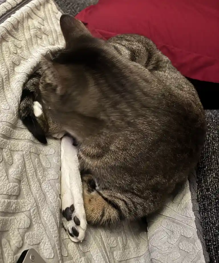 A gray tabby cat is curled up and sleeping soundly on a textured light gray blanket, with one white paw visible and a red…